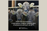 В ДАР стартує добір на спеціальну бюджетну дотацію на утримання поголів’я корів